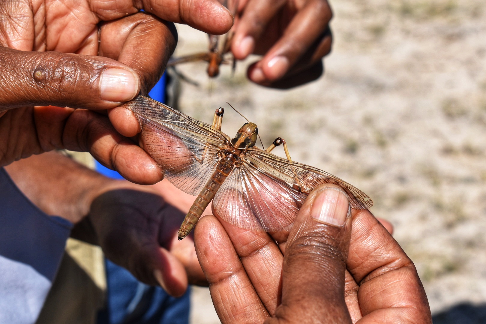 FAO response to the Angola locust outbreak (2021)