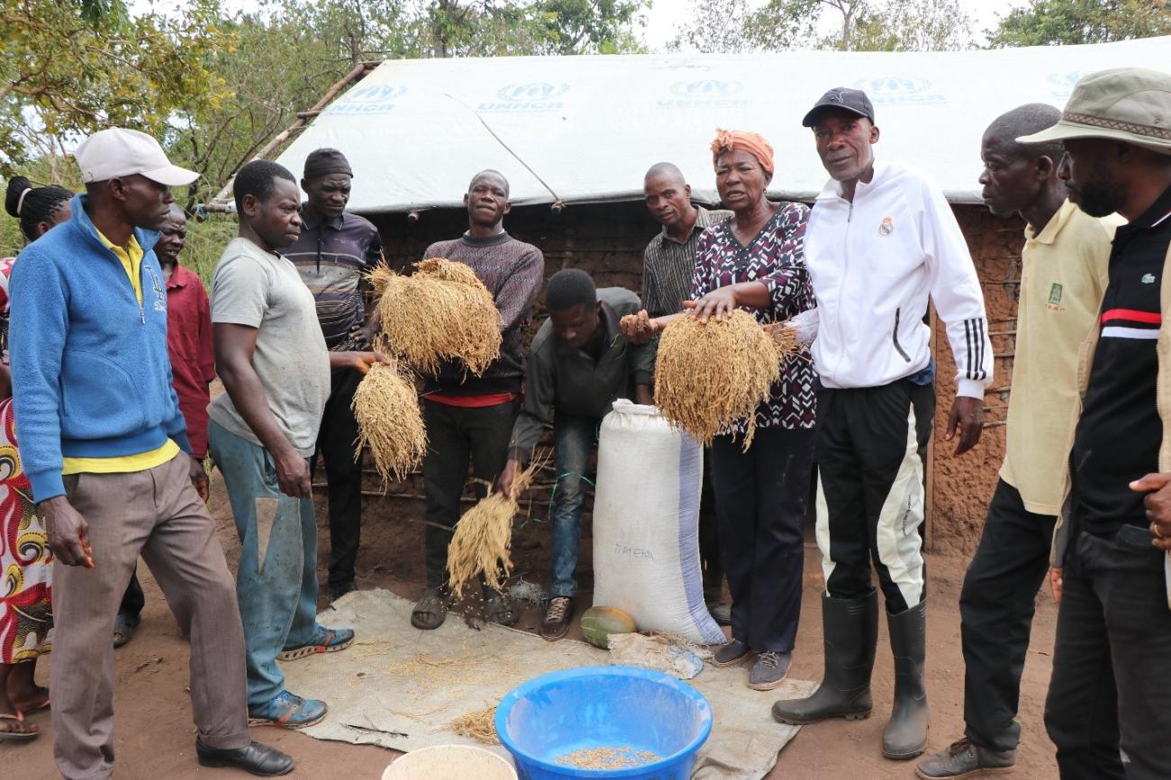 Maman Antho mostra o arroz colhido juntamente com o seu grupo de agricultores